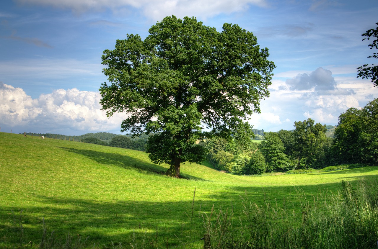 Eiche-Landschaft