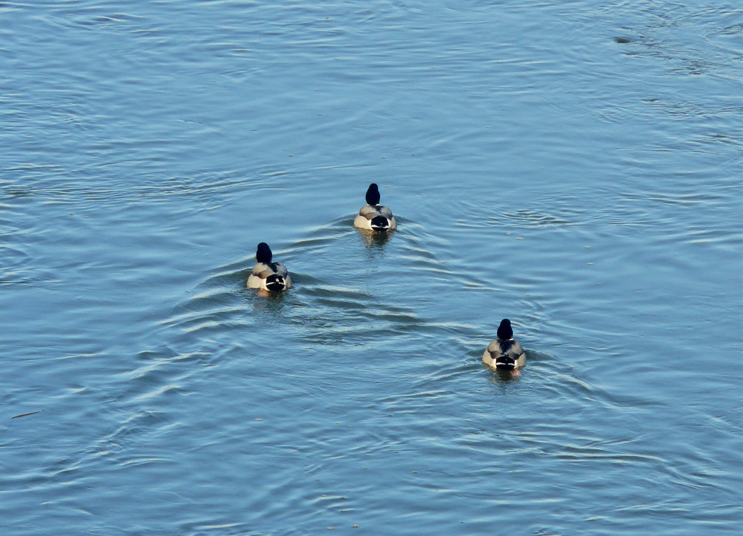 Drei-Enten